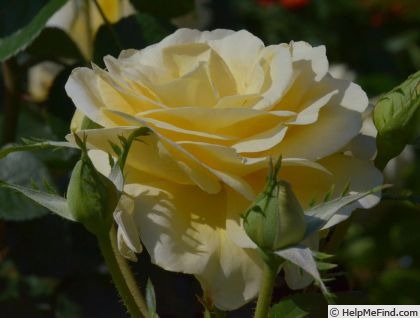 'André Grandier' rose photo