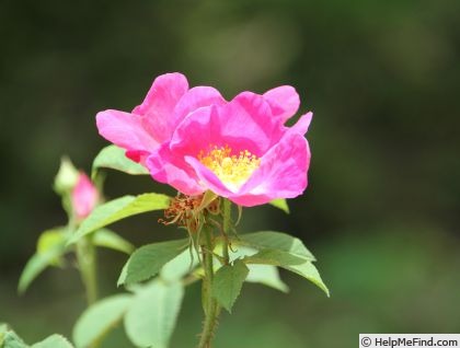 'R. gallica velutinæflora' rose photo