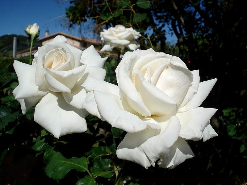 'Royal Philharmonic' rose photo