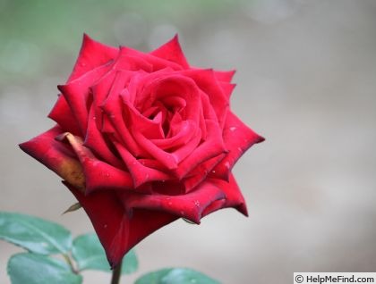 'Netujō' rose photo