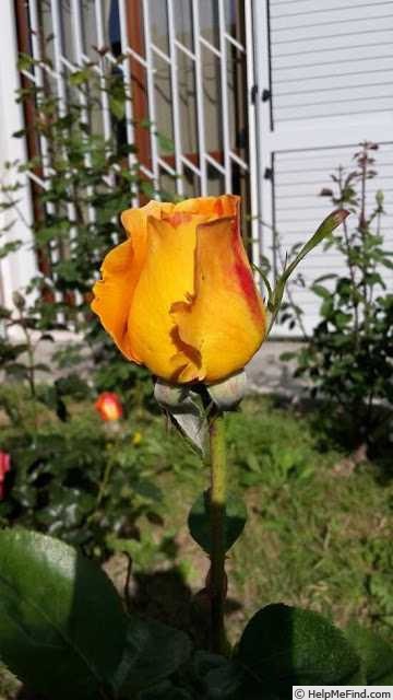'Arlequin ® (shrub, Meilland Richardier, 2004)' rose photo