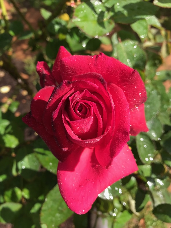 'T. H. Coop' rose photo