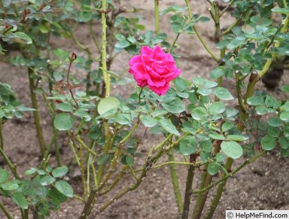 'Evrard Ketten' rose photo