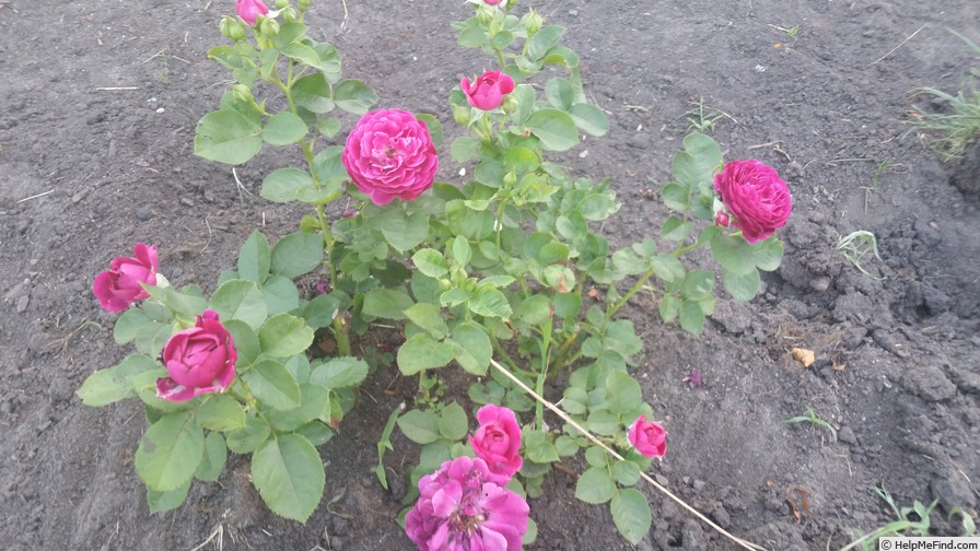 'Twilight Zone (grandiflora, Carruth 2011)' rose photo