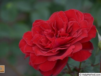 'Charlottenburg' rose photo