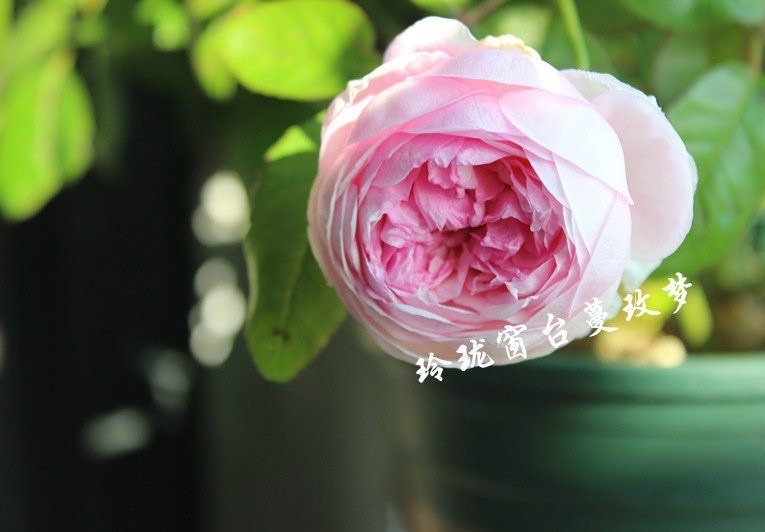 'Yu Ling Long' rose photo