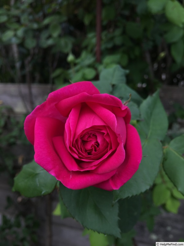 'Souvenir du Président Lincoln (bourbon, Moreau-Robert 1865)' rose photo