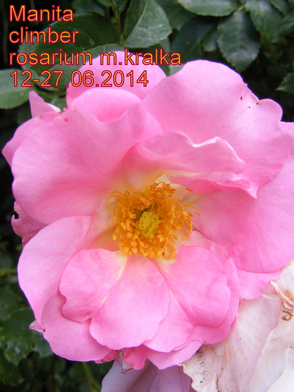 'Manita ™' rose photo