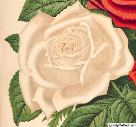 'Duchesse de Vallombrosa (hybrid perpetual, Dunand/Schwartz, 1875)' rose photo