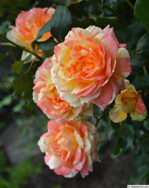 'Rainbow Niagara' rose photo