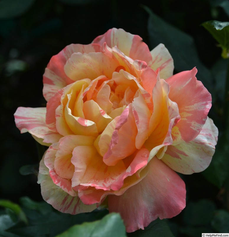 'Rainbow Niagara' rose photo
