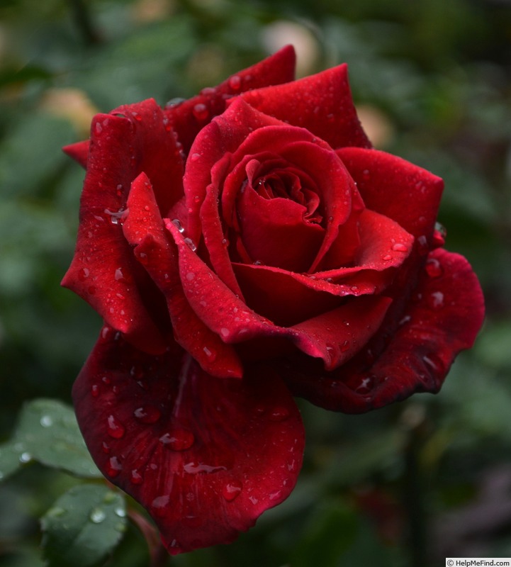 'Velvet Fragrance (Hybrid Tea, Fryer before 1985)' rose, click to enlarge 'Velvet Fragrance (Hybrid Tea, Fryer before 1985)' rose photo