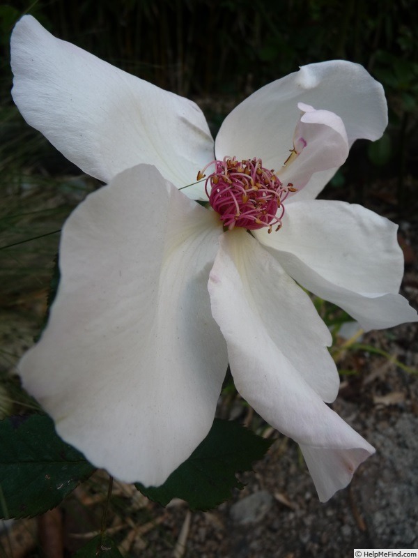 'White Wings' rose photo