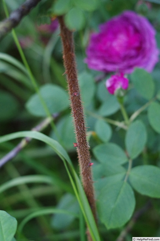 'R. cantabrigiensis' rose photo