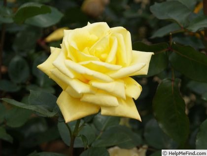 'Kaguyahime' rose photo