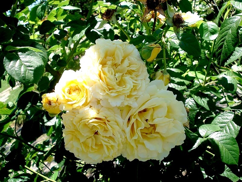 'Cyrano de Bergerac®' rose photo