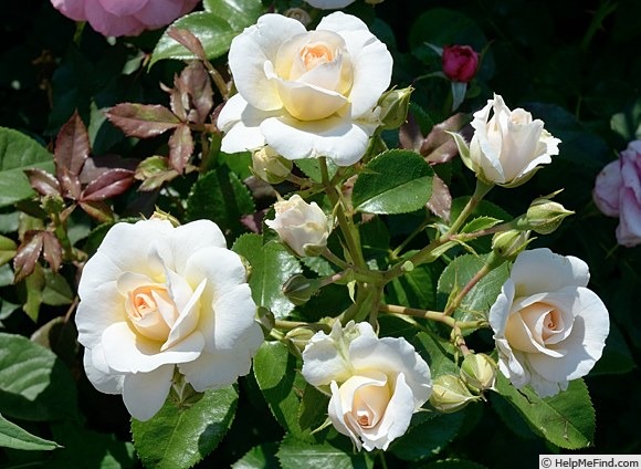 'Sirius ® (floribunda, Evers/Tantau, 2005/13)' rose photo
