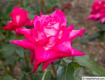 'Kurama' rose, click to enlarge 'Kurama' rose photo