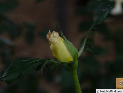 'Miyabi (hybrid tea, Teranishi, 1976)' rose photo