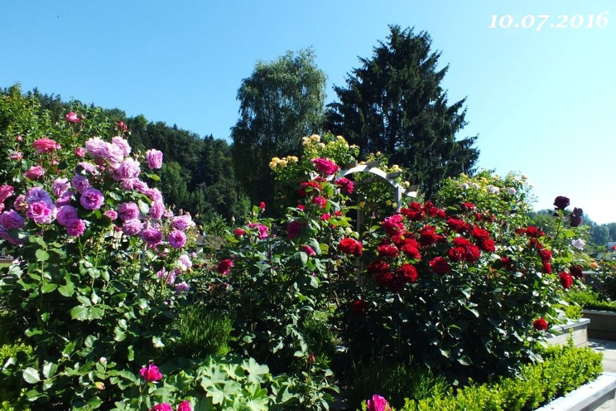 'Sun Valley Garden'  photo