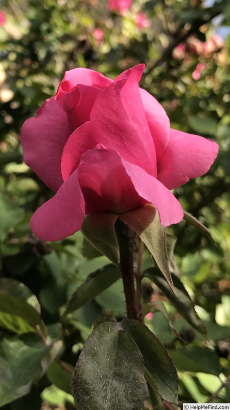 'Earth Song' rose photo