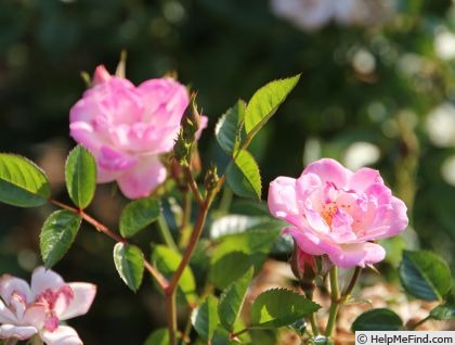 'Hime' rose photo