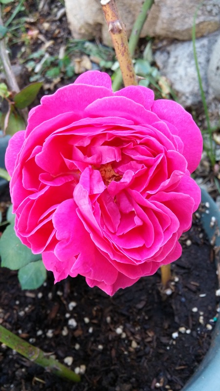 'Comice de Tarn-et-Garonne' rose photo