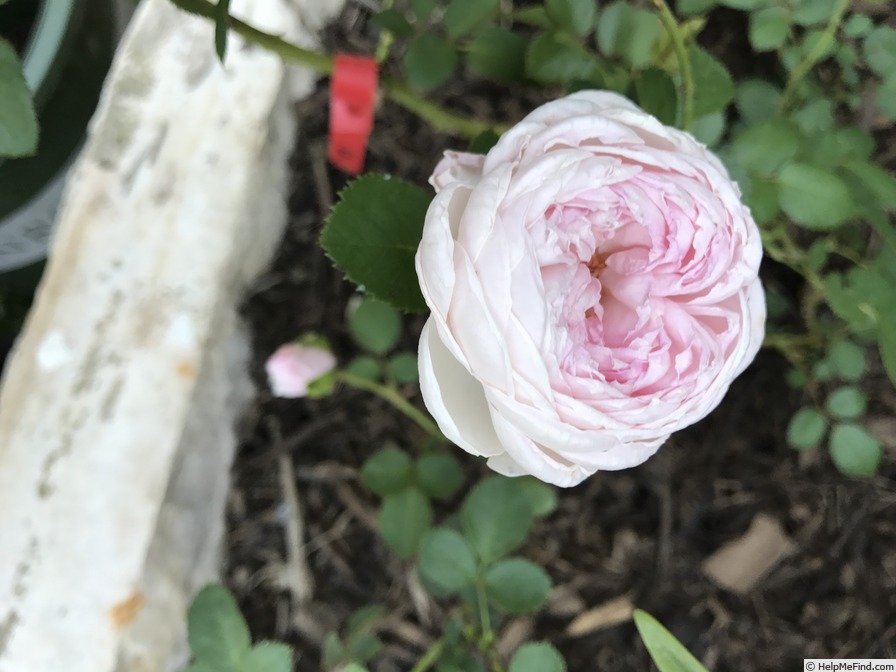 'Earth Angel' rose photo