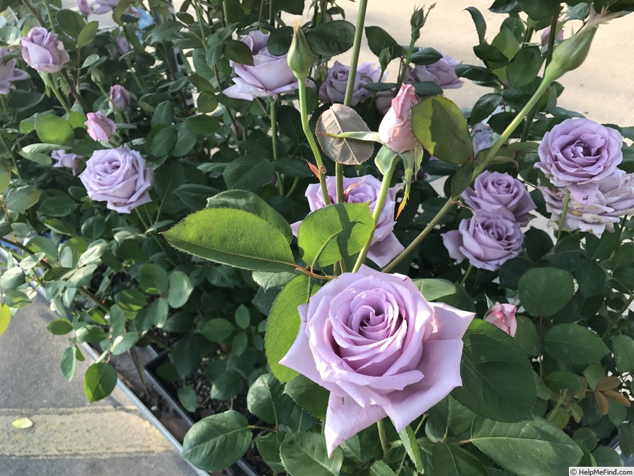 'Blue Girl (hybrid tea, Kordes, 1964)' rose photo