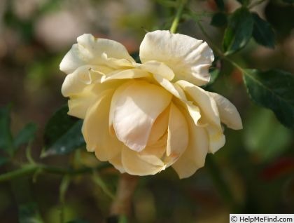 'Langdale Chase' rose photo