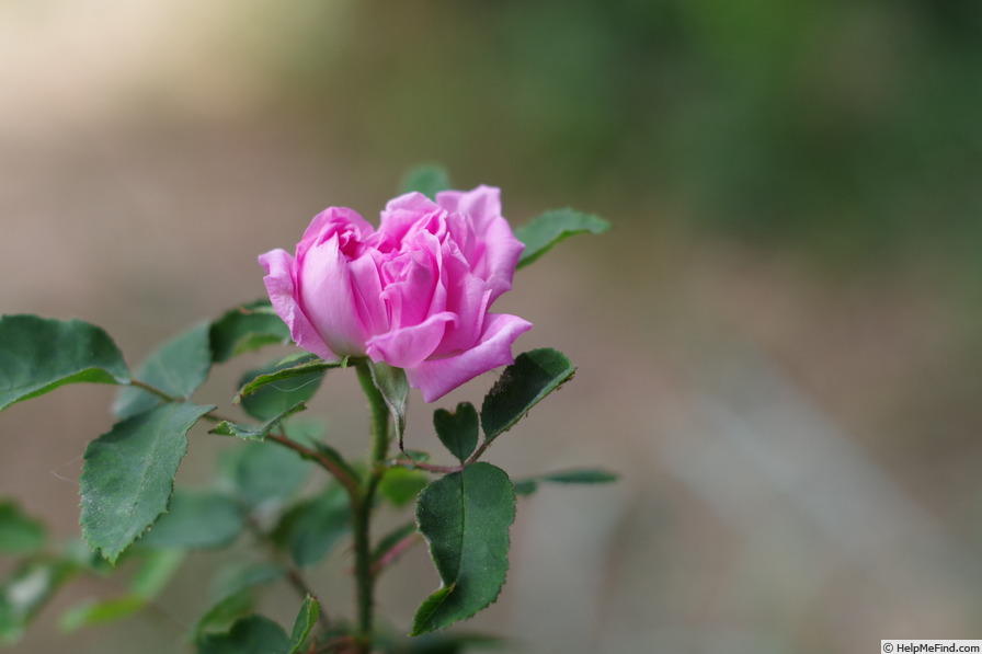 'Ximanya's Rose' rose photo