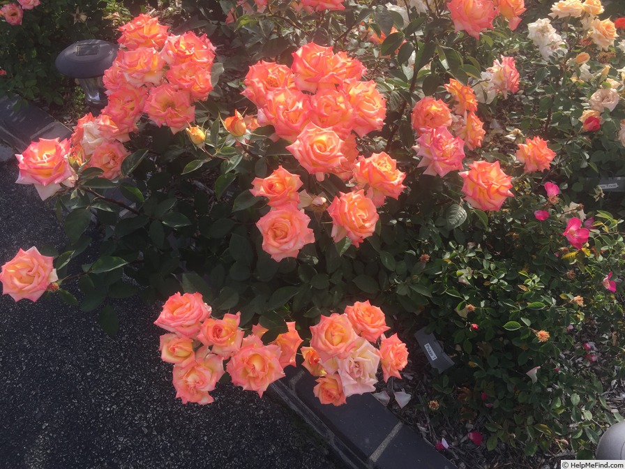 'Hello Gorgeous!' rose photo