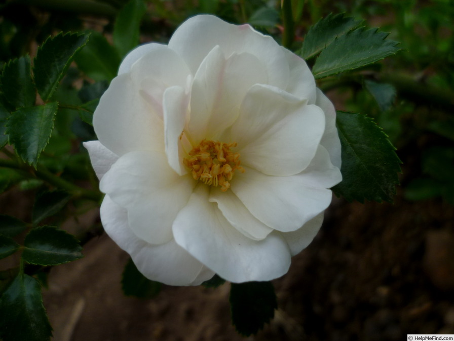 'Innocencia Vigorosa ™' rose photo