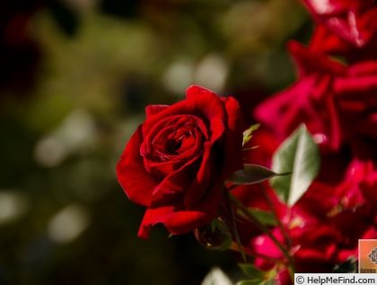 'George Best' rose photo