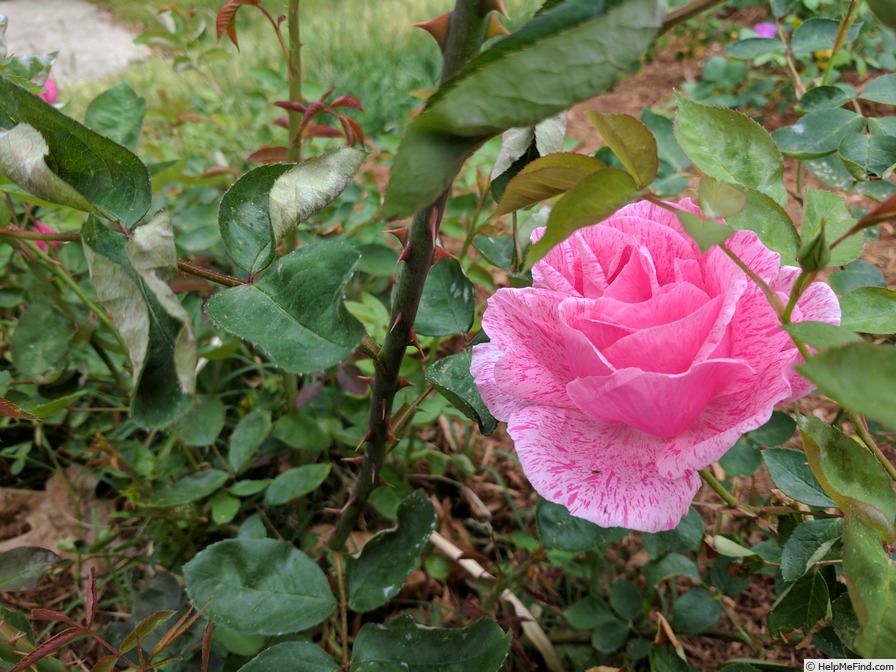 'Vick's Caprice' rose photo