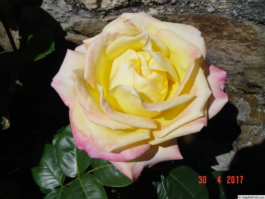 'Pullman Orient Express ®' rose photo