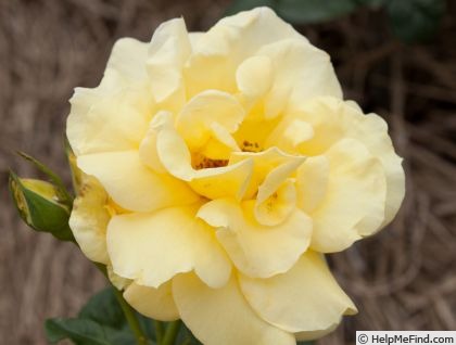 'Norwich Union' rose photo