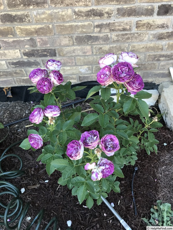 'Lavender Crush ™' rose, click to enlarge 'Lavender Crush ™' rose photo