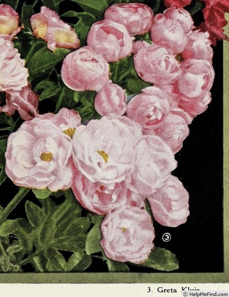 'Greta Kluis' rose photo