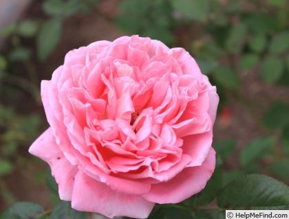'Mrs. Edward Powell' rose photo