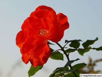 'Michael Leek' rose photo