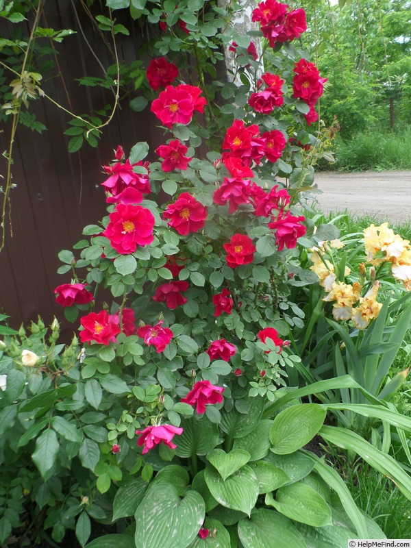 'Robusta (Rugosa, Kordes, 1979)' rose photo