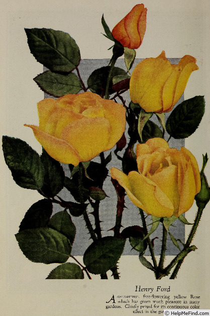 'Henry Ford (hybrid tea, Deverman, 1927)' rose photo
