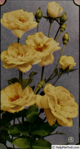 'Bloomfield Fascination' rose photo