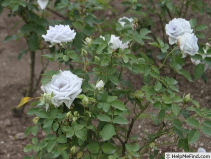 'Blue Heaven (floribunda, Kawamoto, 2002)' rose photo