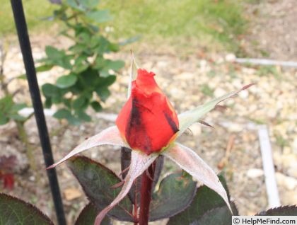 'Tsurumi '90' rose, click to enlarge 'Tsurumi '90' rose photo