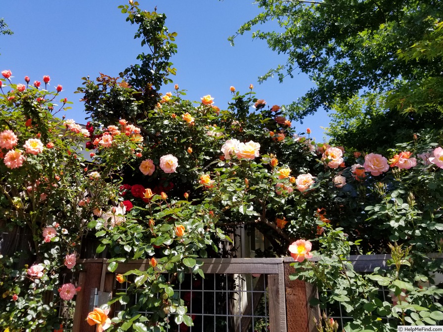 'Rosemary Harkness' rose photo