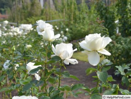 'Masayuki' rose, click to enlarge 'Masayuki' rose photo