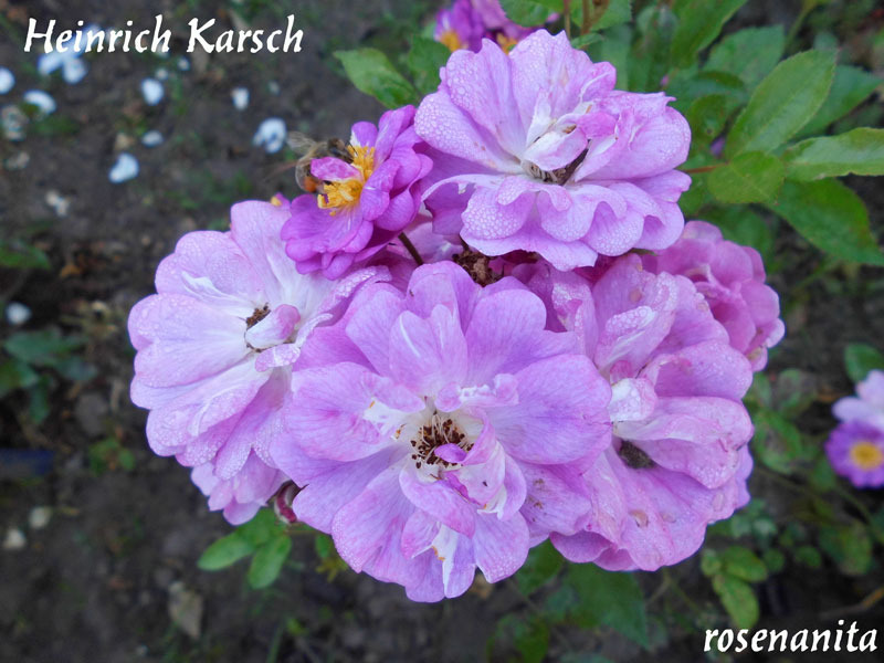 'Heinrich Karsch (Polyantha, Leenders, 1927)' rose photo