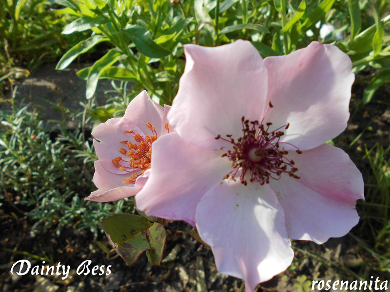 'Dainty Bess' rose, click to enlarge 'Dainty Bess' rose photo